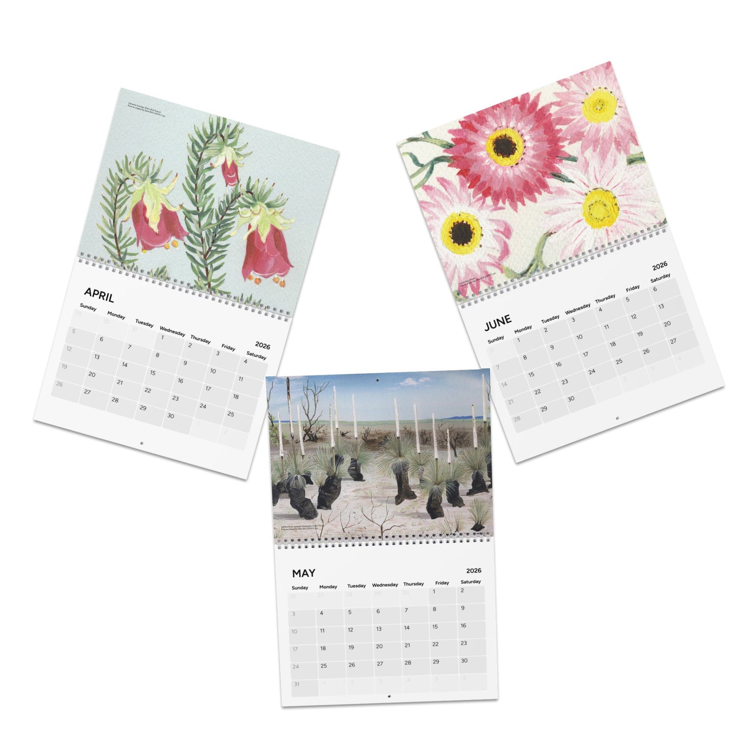 Australian Native Floral Calendar 2026, Original Botanical Artwork | Wall Calendar